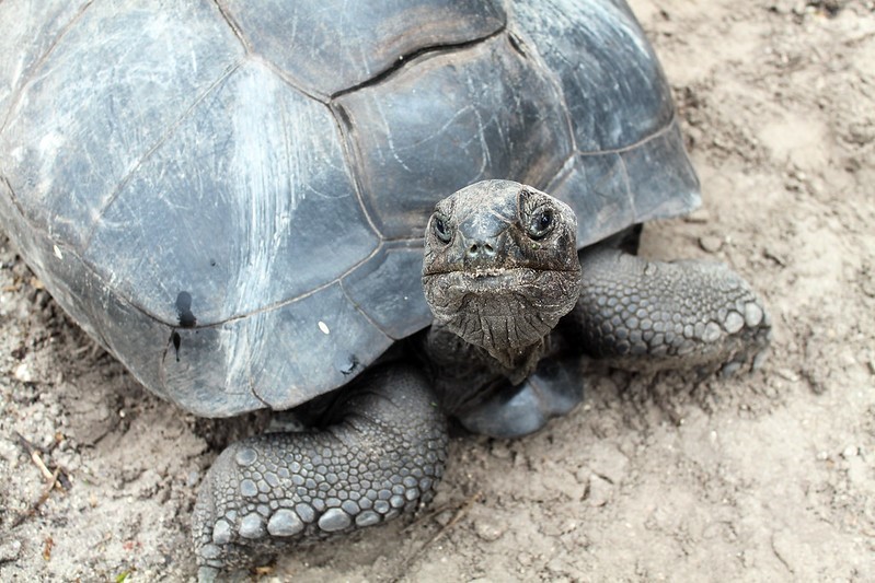 Aldabra tortoise, a species that has been introduced from Seychelles to the Mascarene Islands east of Madagascar to restore seed-dispersal functions of recently extinct species and whose positive impacts have been assessed with EICAT+.