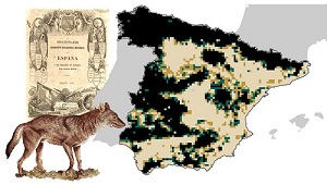 The Iberian wolf occupied at least 65% of the Iberian Peninsula in the mid-19th century, three times more than today