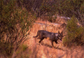 Sobre la conservación de los lobos de Sierra Morena