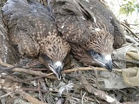 Fungal infection in black kites increases in degraded environments