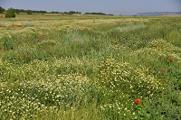 Changes in the Common Agricultural Policy may sacrifice long term biodiversity and agricultural sutainability in Europe
