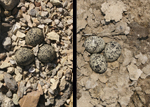 Compromiso evolutivo en la coloración de huevos de aves limícolas
