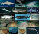 The ecological role of uncommon and endangered elasmobranch