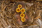Context-dependent effects of yolk androgens on nestling performance