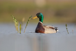 Ducks help plants to escape global warming