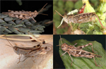 Genetic and phenotypic differentiation in five grasshopper species codistributed across a microreserve network