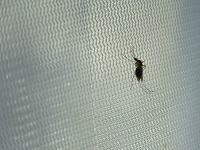 La vigilancia del virus West Nile en mosquitos como sistema de alarma para evitar su transmisión a humanos