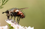 La importancia de otros insectos al margen de las abejas para la agricultura