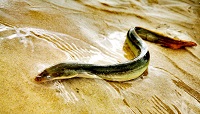 Miguel Clavero (Estación Biológica de Doñana - CSIC): “Europa debe dejar de pescar anguilas”