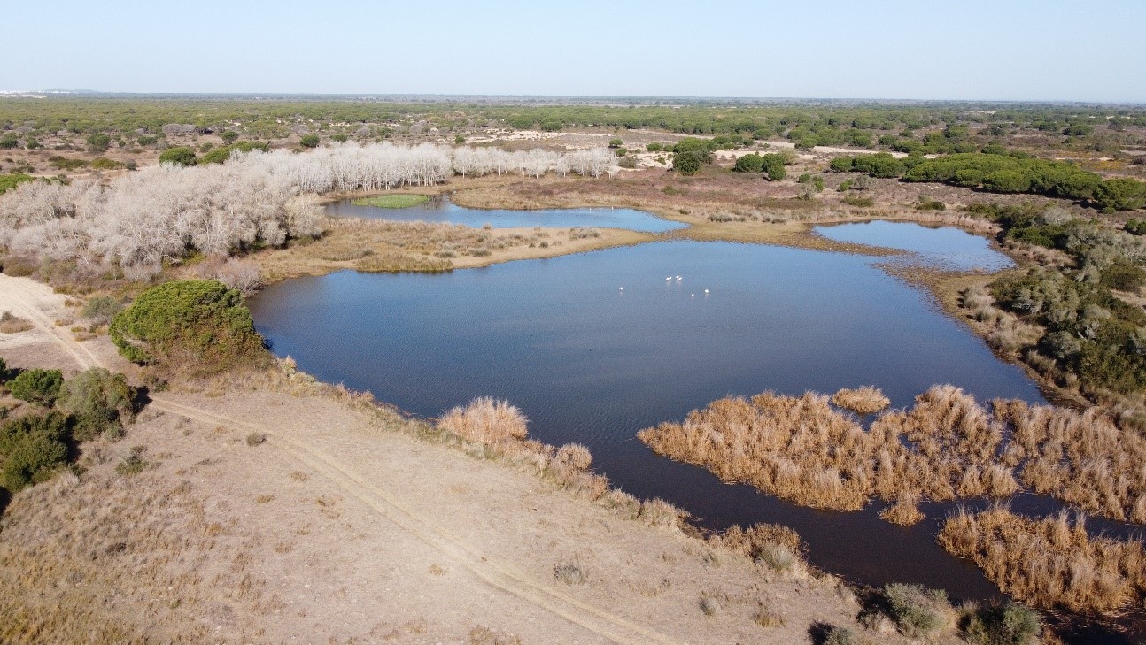 Laguna del Sopetón en Doñana. Foto: Banco de Imágenes de la EBD-CSIC