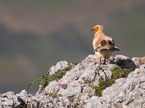 Demise and recovery of Egyptian vultures in light of changes in the population density of wild-rabbit
