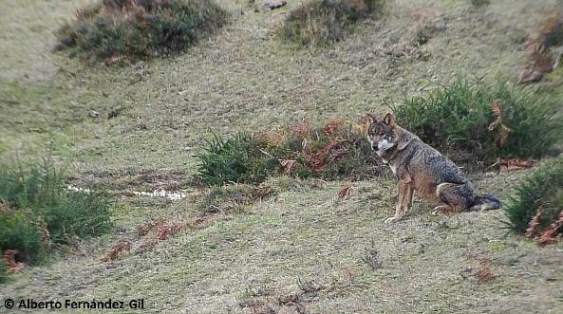 The Iberian wolf has continued to lose genetic diversity despite its population recovery