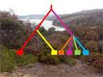 Evolutionary and demographic history of the Californian scrub white oak species complex: an integrative approach