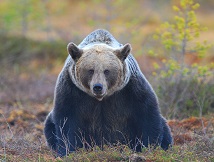 Bears also use visual cues to communicate with each other