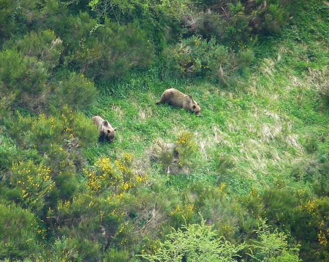 Un macho y una hembra de oso pardo durante el celo en Somiedo (Asturias). / Alberto Fernández Gil
