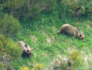 The Cantabrian brown bear's range has expanded up to 17,000 km2 after decades of decline