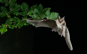 Un estudio con células madre revela que los murciélagos han desarrollado mecanismos de tolerancia a virus