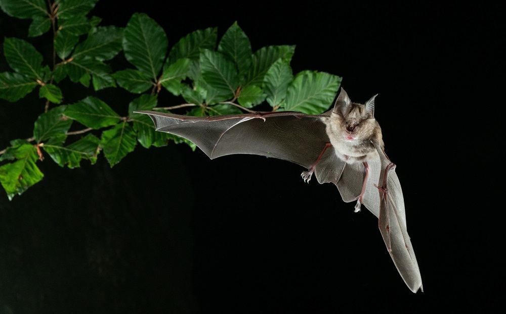 Adult Greater horseshoe bat in flight / Laura Torrent Alsina (Museum of Granollers)