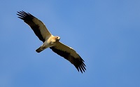 La acumulación de pesticidas reduce la capacidad reproductiva del águila calzada en Doñana