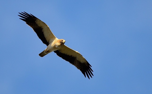 Photo: The combined effect of several pesticides decreases the reproductive capacity of the booted eagle / Fabrizio Sergio