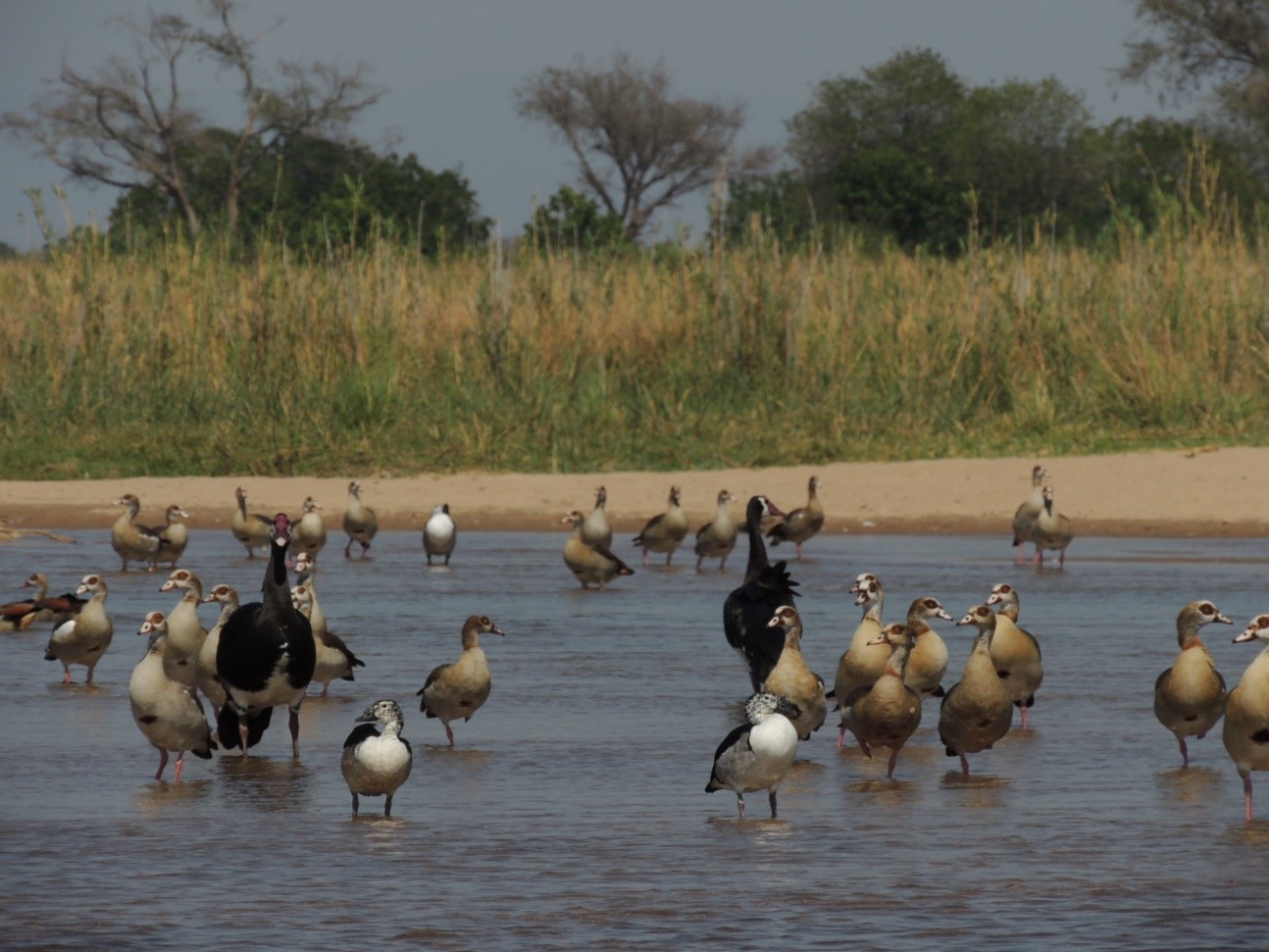 Gansos del Nilo, gansos espolonados y patos crestudo afroasiático. Zambia. // Foto: Banco de Imágenes de la EBD-CSIC.