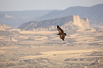 Griffon vultures can move over an area of up to 10,000 km2 in a year