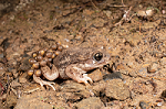 Most frogs do not have life cycles with aquatic eggs and larvae
