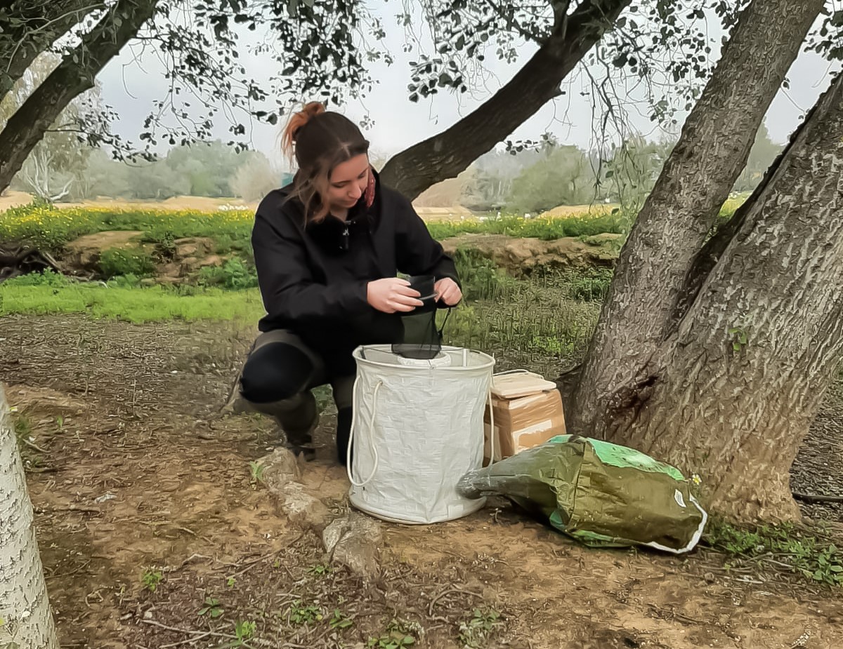 La investigadora predoctoral Sonia Cebrián colocando una trampa para capturar mosquitos.