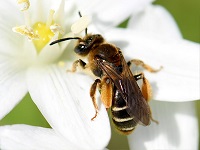 Las abejas mineras que vuelan a principios de primavera son particularmente vulnerables al calor