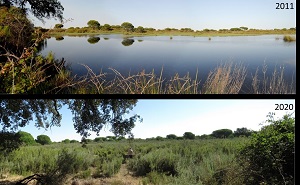 A World Heritage Site in danger: more than half of lagoons in Doñana have disappeared