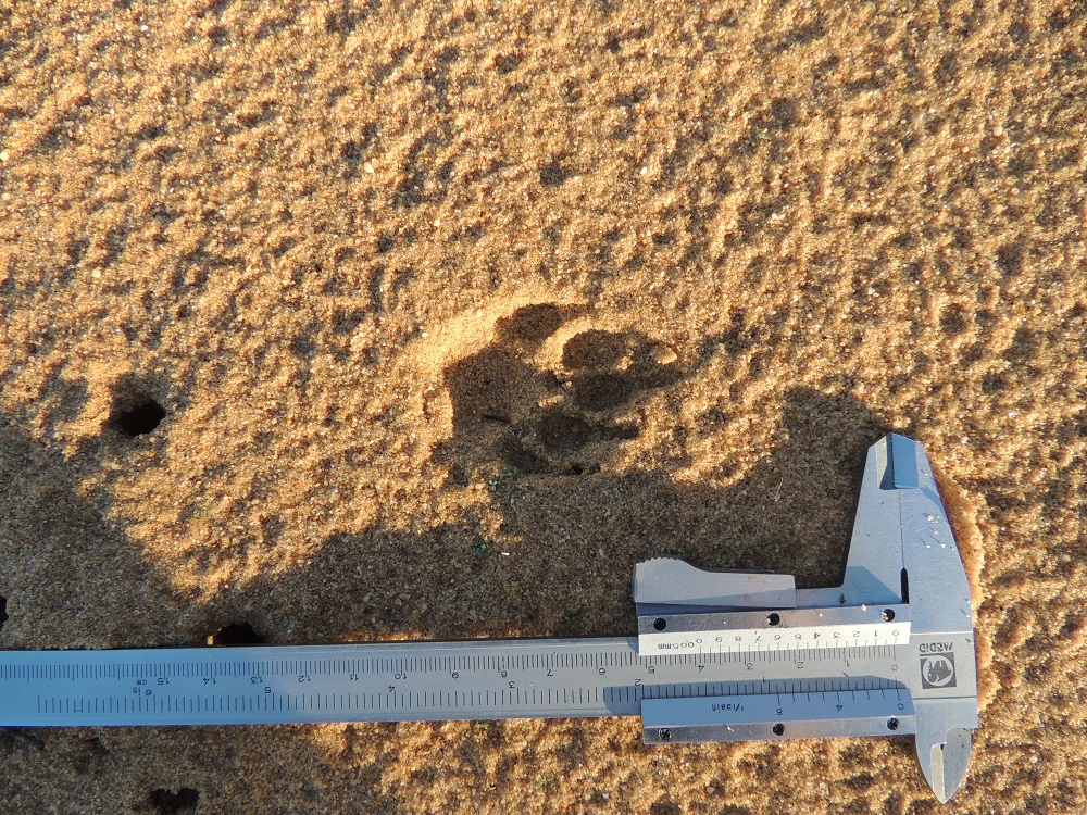 A Egyptian mongoose footprint in the sand observed during the surveys in Doñana National Park. Author: F. Carro