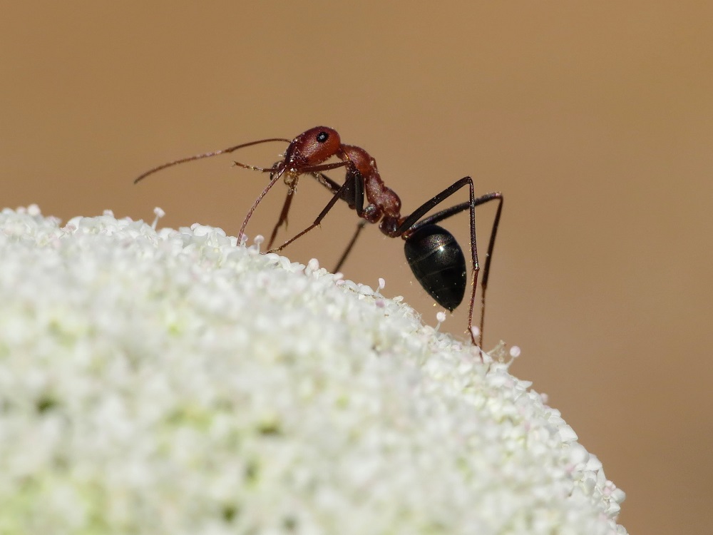 La hormiga del desierto (Cataglyphis velox) habita en el norte de África y sur de Europa y suele anidar en la arena y debajo de piedras, aunque es frecuente verlas subir a determinadas plantas en busca del néctar de sus flores. Foto: J. Manuel Vidal-Cordero.