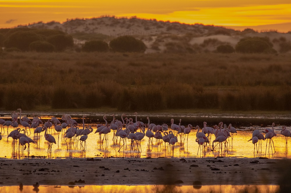 Flamingos at sunset in the Laguna Dulce (National National Park) Jorge Monje