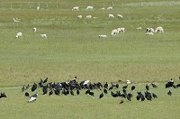 Decline of transhumance will negatively to impact vulture communities