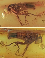 New family of insects discovered from an amber fossil