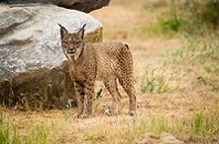 Current Iberian lynx population is not genetic viable in the long term