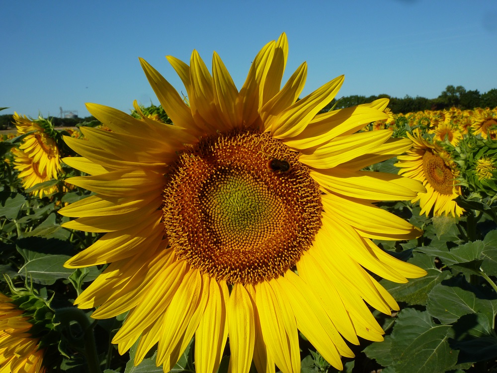 Pollinator on sunflower in a crop field. Foto: Carlos Zaragoza
