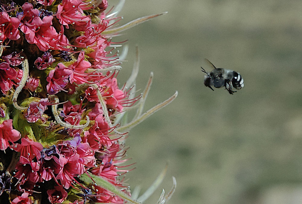 Una abeja nativa, endémica de Islas Canarias, Anthophora alluaudi (Anthophoridae) visitando flores de Echium wildpretii (Boraginaceae), una de las especies de plantas más visitadas por las abejas domésticas en el Parque Nacional del Teide, Tenerife. Foto: Pedro Jordano