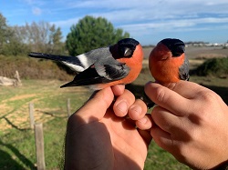 ICTS-RBD prepares the 30th Migratory Passerine Bird Ringing Campaign in Doñana