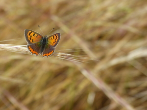 Acceso a los datos de seguimiento de la distribución y abundancia de mariposas diurnas (Papilionoidea) en Doñana 2007-2022
