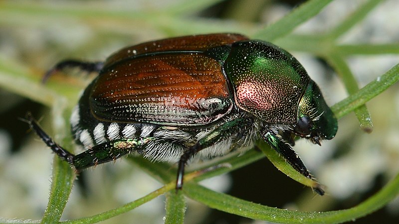 El escarabajo japonés (Popillia japonica) está presente ya en varios países europeos y es capaz de causar importantes daños en prados, bosques y plantaciones agrícolas. Foto: Ryan Hodnett