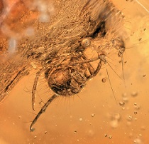 Aquatic animals preserved in amber have fossilized underwater