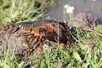 Los cangrejos de origen americano ocupan hoy el 95% del nicho del cangrejo de río en la Península Ibérica