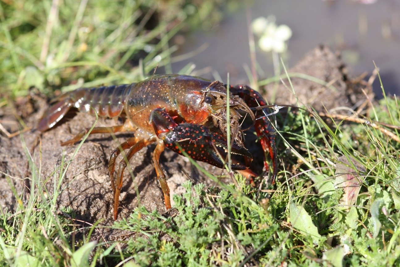 Specimen of the red swamp crayfish in Caño de la Algaida de la Caquera, in Doñana. / EBD-CSIC