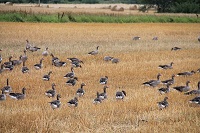 Waterfowl disperse weeds and alien plants in crops and wetlands, study finds