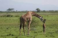 La mejor forma de salvar a las jirafas es acabar con la caza furtiva