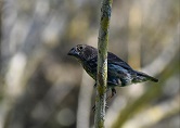 Darwin’s finches are not completely adapted to their environment