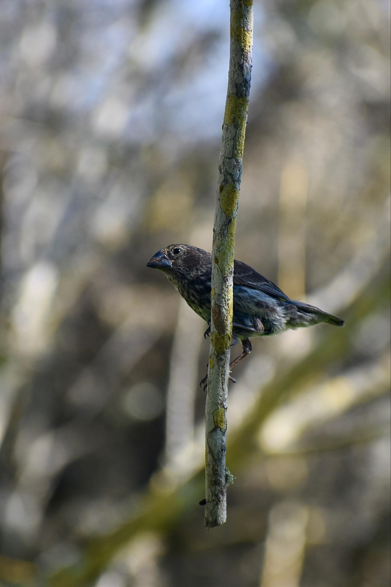 The medium ground finch, shown in the photo, is one of the species in the long-term study for which a fitness landscape was described. Photo: Marc-Olivier Beausoleil