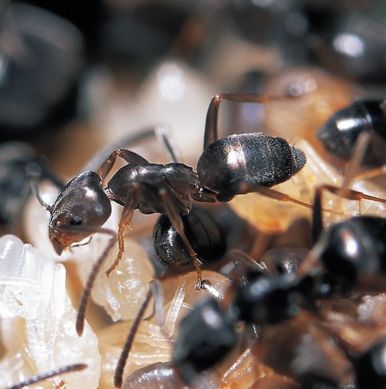 Ejemplares de hormigas de la especie Tapinoma ibericum, con las que se ha trabajado en esta investigación