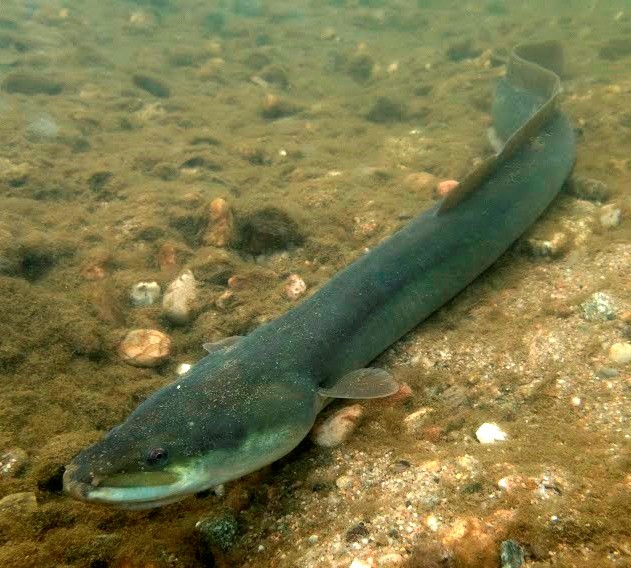 European eel in Ter River, Girona, Spain (Author: Lluís Zamora)